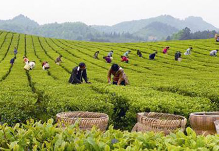一片小葉子拉動大產業(yè)——我國茶產業(yè)轉型升級綜述