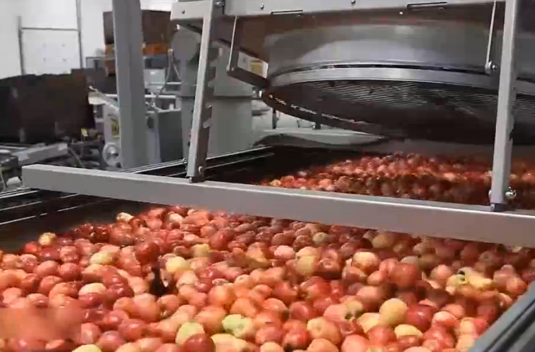 實(shí)拍分揀流水線，音樂響起第一秒我就淪陷了