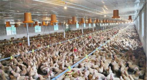 精準扶貧專訪｜從富樂到富足，富樂村村民是怎樣做到的？