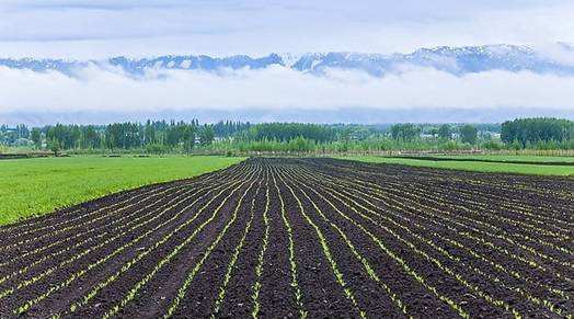 黑龍江：黑土育金標(biāo) 林海樹(shù)典范