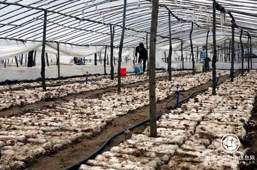 河北平泉：小蘑菇拉起“整縣脫貧”火車(chē)頭