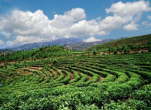 云南國(guó)資國(guó)企交出鄉(xiāng)村振興亮眼“成績(jī)單”