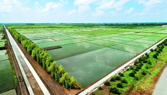 黑龍江綏化：筑牢糧食“壓艙石” 現(xiàn)代農業(yè)繪新篇