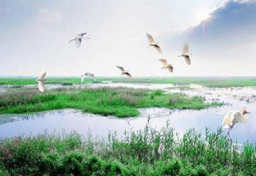 我國(guó)濕地面積居亞洲第一、世界第四