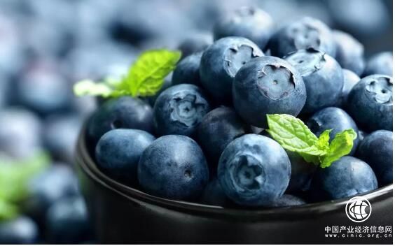從藍(lán)莓看培育國產(chǎn)果業(yè)競爭力