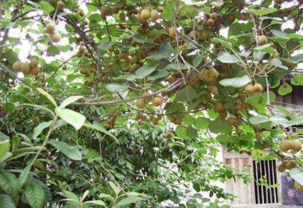 湖南常寧：“庭院經濟”助力鄉(xiāng)村振興