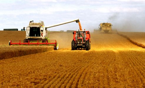 今年全國(guó)糧食總產(chǎn)量65789萬噸 屬豐收年景