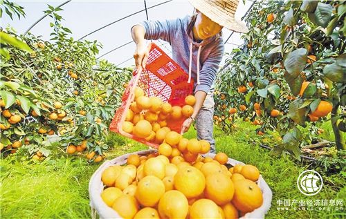 數字鄉(xiāng)村戰(zhàn)略幫助小農戶對接現(xiàn)代農業(yè)