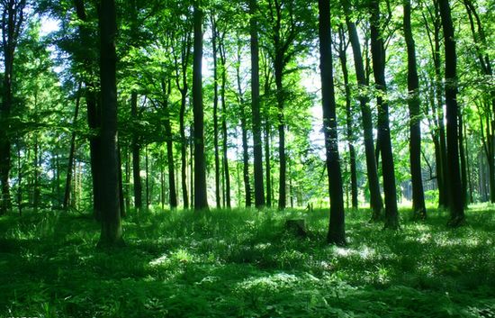 人均100棵樹！中國(guó)成為全球增綠最多最快國(guó)家