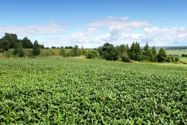 黑龍江扛穩(wěn)糧食安全“大豆擔當”