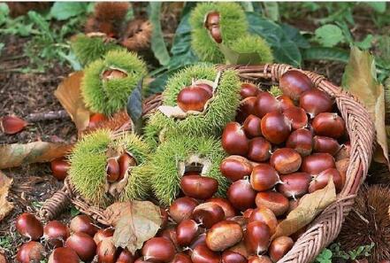 河北遷西板栗成為農民增收致富“金果”