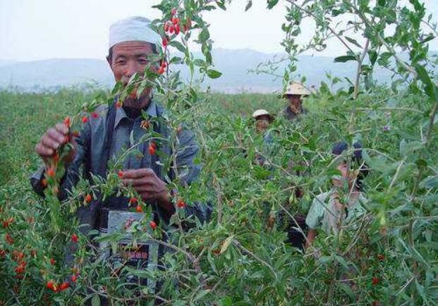 寧夏多措并舉推動脫貧人口就業(yè)增收 今年務(wù)工規(guī)模穩(wěn)定在27萬人以上