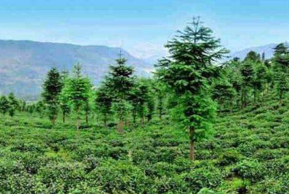 我國林草覆蓋率超56%