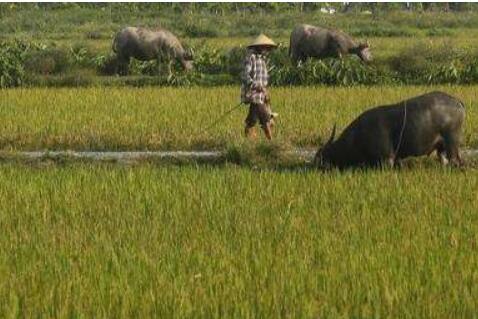 《關(guān)于促進(jìn)小農(nóng)戶和現(xiàn)代農(nóng)業(yè)發(fā)展有機(jī)銜接的意見》解讀