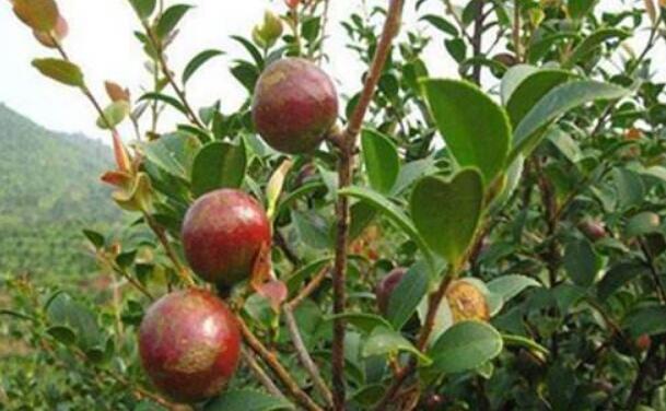 “油茶之鄉(xiāng)”湖南耒陽年產(chǎn)茶油達(dá)3萬噸 產(chǎn)值94億元