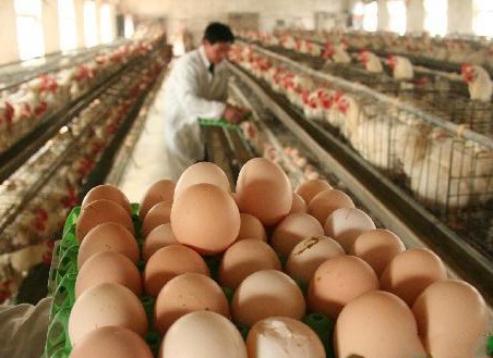 《蛋制品生產(chǎn)許可審查細(xì)則（2025版）》2026年1月1日起施行