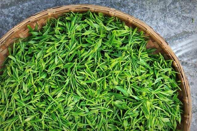 國(guó)際標(biāo)準(zhǔn)化組織（ISO）修訂發(fā)布《綠茶 術(shù)語(yǔ)》國(guó)際標(biāo)準(zhǔn)