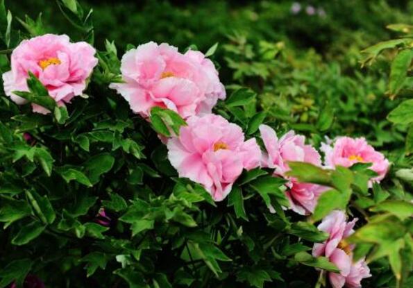 首次發(fā)布！河南曬出生態(tài)產(chǎn)品“家底”