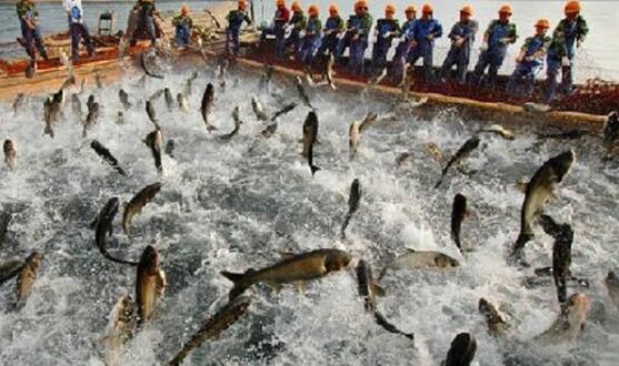 新修訂的漁業(yè)法將于明年5月1日施行