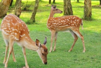 鹿茸產量常年位居全國首位 養(yǎng)鹿大省一