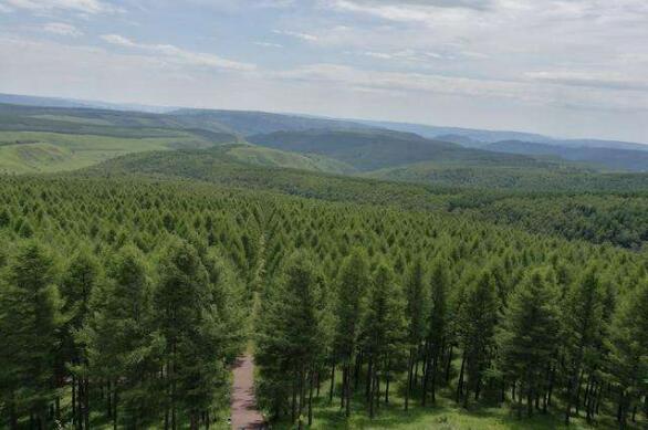 我國林草產(chǎn)業(yè)總產(chǎn)值近11萬億元 森林食物年產(chǎn)量超2.4億噸