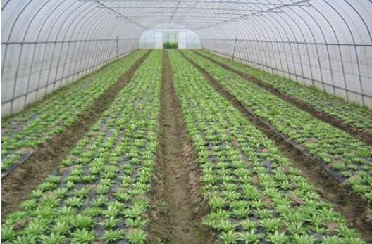 “中國蔬菜之鄉(xiāng)”為什么是這座山東小城