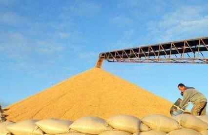 優(yōu)質優(yōu)價、豐收增收，成為全國夏糧收購的亮點