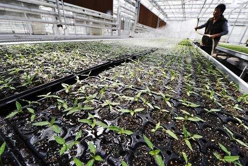 助力夯實“三農(nóng)”壓艙石——我國農(nóng)業(yè)科技創(chuàng)新發(fā)展綜述