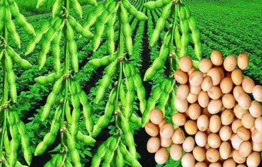 破解大豆結(jié)構(gòu)性過剩難題