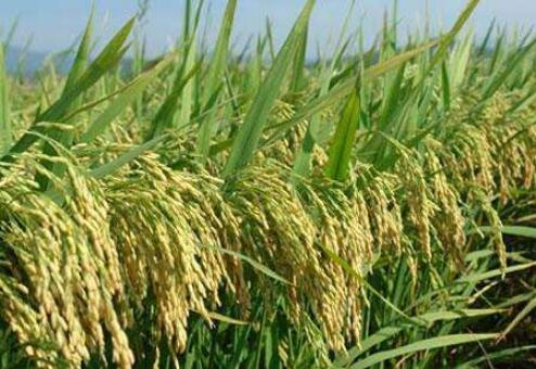 福建：隨著稻香，看“單產(chǎn)冠軍”如何煉成