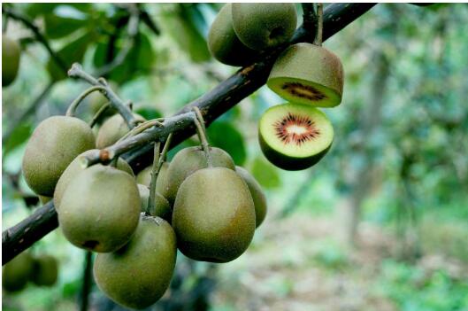 貴州遵義仁懷：“扶貧藤”結(jié)“致富果”，幸福花開百姓家