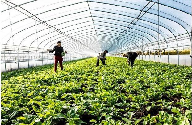 鹽堿地上種蔬菜！廣東科技援疆 打開喀什農業(yè)發(fā)展新思路