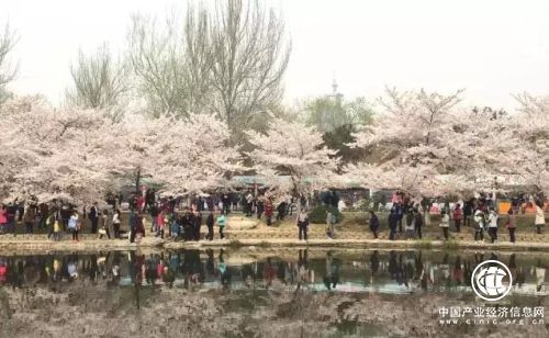 早春玉潭櫻花鬧，黔枝玉葉載春來!