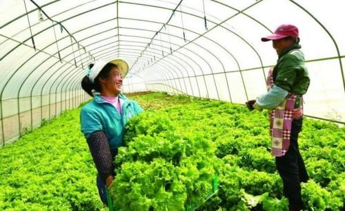 黑龍江省黑河市高素質農民培育碩果盈枝