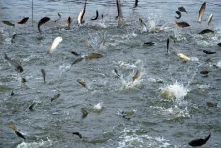 四川已建立水產(chǎn)種質(zhì)資源保護(hù)區(qū)40個