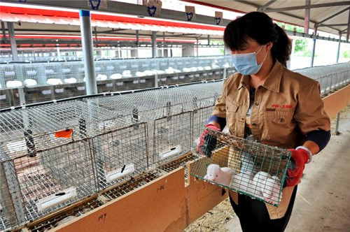 野生動物保護法修法難在哪？大數(shù)據(jù)揭秘超5000億大產(chǎn)業(yè)