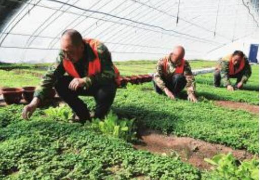 激活特色產(chǎn)業(yè)動能 助力農(nóng)民就業(yè)增收——黑龍江脫貧地區(qū)加快推進鄉(xiāng)村振興