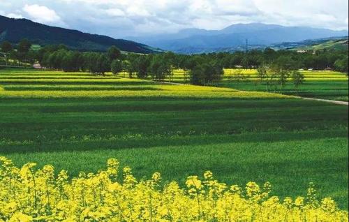 2025年我國農(nóng)業(yè)農(nóng)村發(fā)展穩(wěn)中有進(jìn) 穩(wěn)中向好