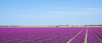 如何做好休閑農(nóng)業(yè)？