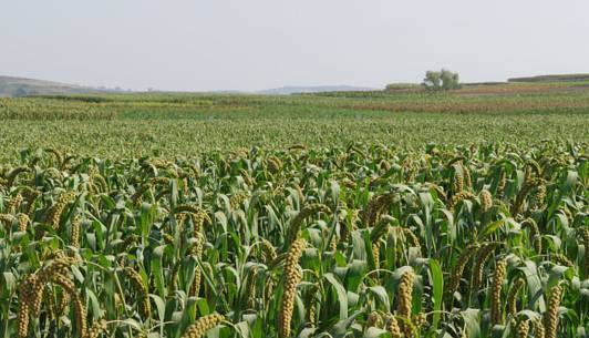 廣東省農(nóng)業(yè)農(nóng)村廳全力以赴做好農(nóng)業(yè)救災(zāi)復(fù)產(chǎn)