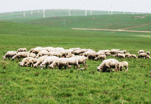 品質(zhì)認(rèn)證 消費(fèi)信任--內(nèi)蒙古打造“蒙”字標(biāo)大草原優(yōu)品區(qū)域公共品牌的實(shí)踐路徑