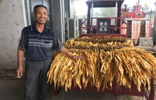 “黃金葉”托起“黃金業(yè)” 山西長子烤煙產(chǎn)業(yè)賦能鄉(xiāng)村振興