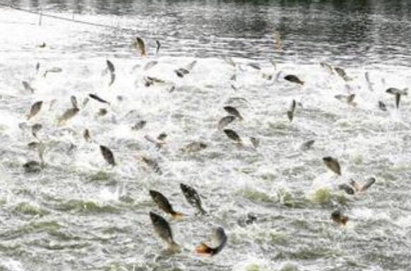 水產(chǎn)養(yǎng)殖產(chǎn)量約占全球56% 中國漁業(yè)好“豐”景