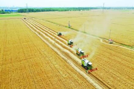 今年夏糧豐收在望！冬小麥主產(chǎn)區(qū)麥收進度已過六成半