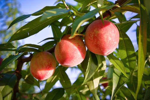 河北唐山樂(lè)亭水蜜桃成農(nóng)民致富“黃金果”