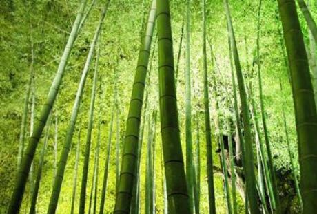 福建省南平市竹科技點(diǎn)