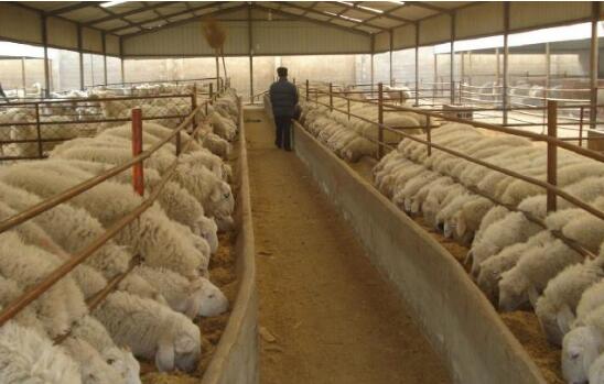 河南15條措施加快畜牧業(yè)轉型發(fā)展