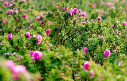 因地制宜發(fā)展壯大特色產(chǎn)業(yè) 聯(lián)農(nóng)帶農(nóng)富農(nóng)助力鄉(xiāng)村振興