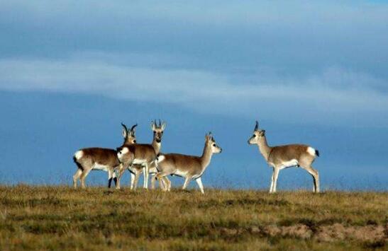 國(guó)家重點(diǎn)保護(hù)陸生野生動(dòng)植物種數(shù)保護(hù)率超80%