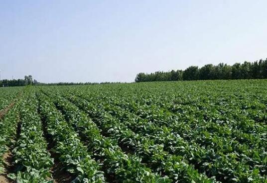 黑龍江：向著1800億斤糧食產(chǎn)能目標(biāo)挺進(jìn)